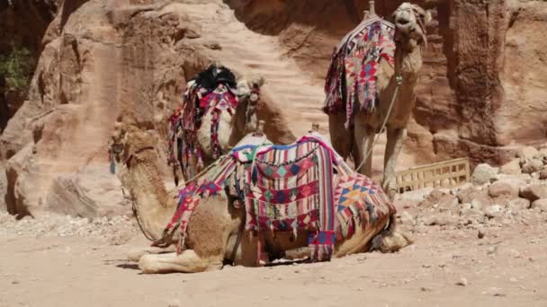 Bedoeïenen Met Kamelen Petra Jordan — Stockvideo