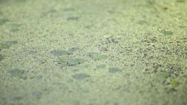 穏やかな水と緑の植物 自然の抽象的な背景が付いている美しい池 — ストック動画