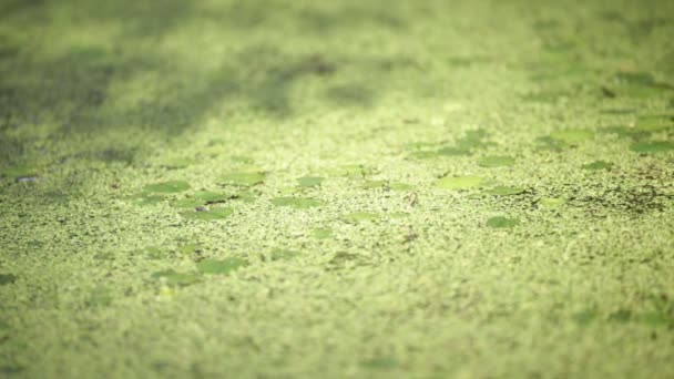 Красивий Ставок Спокійною Водою Зеленими Рослинами Абстрактний Природний Фон — стокове відео