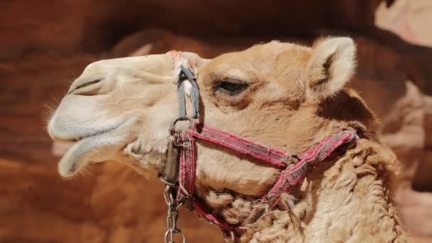 Camel Espera Turista Jordânia — Vídeo de Stock