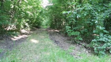 Sicilya, İtalya 'daki orman patikasının manzaralı görüntüleri.