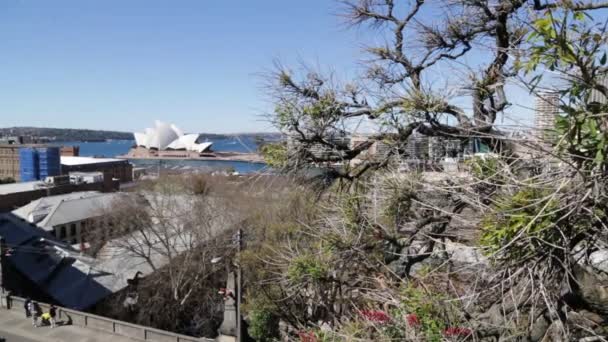 悉尼的歌剧院和天际线 — 图库视频影像