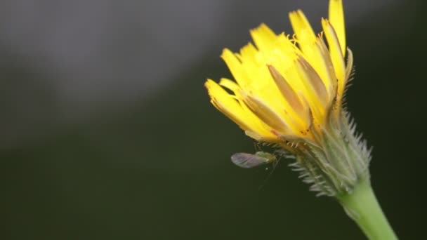 Hermosa Flor Taraxacum Amarillo Movimiento Por Viento Campo — Vídeo de stock