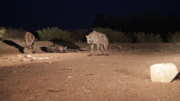 Hyeanas Eating Raw Meat Desert Night — Stock Video