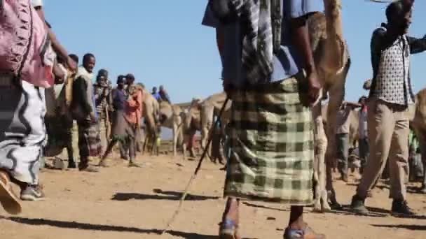 Dromedary Pazar Sahara Çölü Nde Insanlarda — Stok video