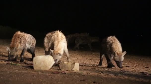 Hyeanas Eten Van Rauw Vlees Woestijn Tijdens Nacht — Stockvideo