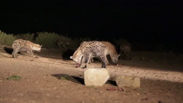 Hyeanas Eating Raw Meat Desert Night — Stock Video