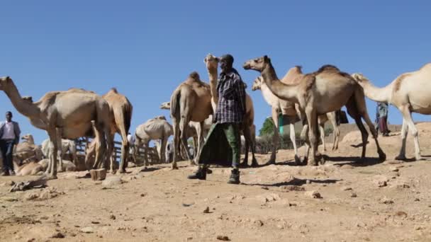 Ludzie Rynku Dromader Pustyni Sahara — Wideo stockowe