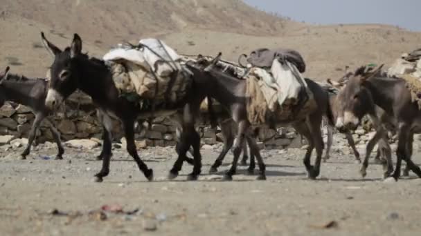 Werknemers Ezels Caravan Wandelen Afar Dorp Ethiopië — Stockvideo