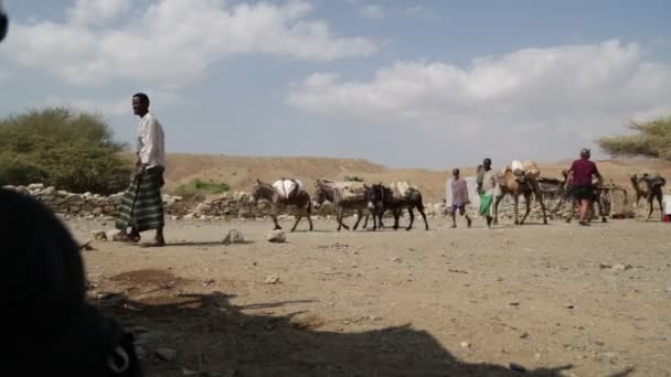 Schilderachtig Uitzicht Kamelen Caravan Niet Geïdentificeerde Mensen Woestijn Overdag — Stockvideo