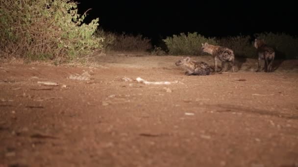 Hyeanas Comer Carne Cruda Desierto Durante Noche — Vídeo de stock