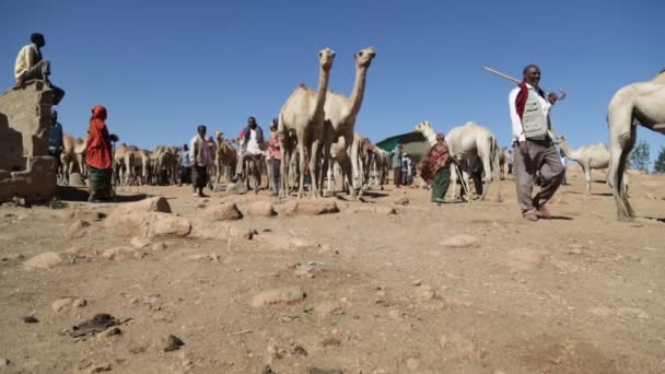 Menschen Auf Dromedar Markt Der Sahara Wüste — Stockvideo