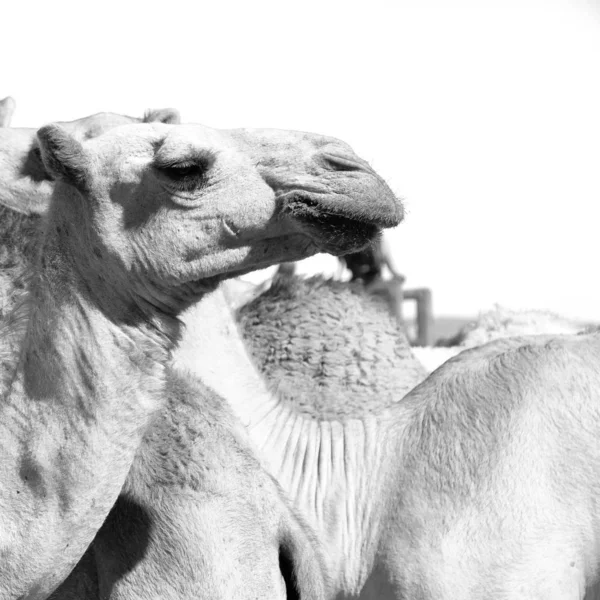 Danakil Ethiopia África Velho Mercado Lotes Camelo Pronto Para Vender — Fotografia de Stock