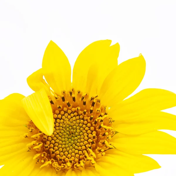 blurred sunflower in the white light and empty space backgroun