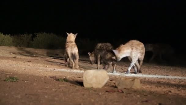 Hyeanas Comer Carne Cruda Desierto Durante Noche — Vídeo de stock