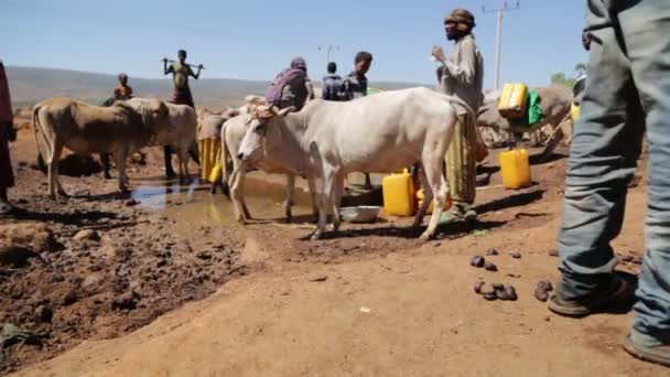 Scenic View Unidentified People Cow Market Daytime — Stock Video