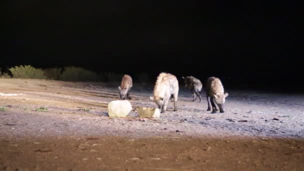Yeanas Mangiare Carne Cruda Nel Deserto Durante Notte — Video Stock