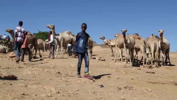 サハラ砂漠でヒトコブラクダ市場の人々 — ストック動画