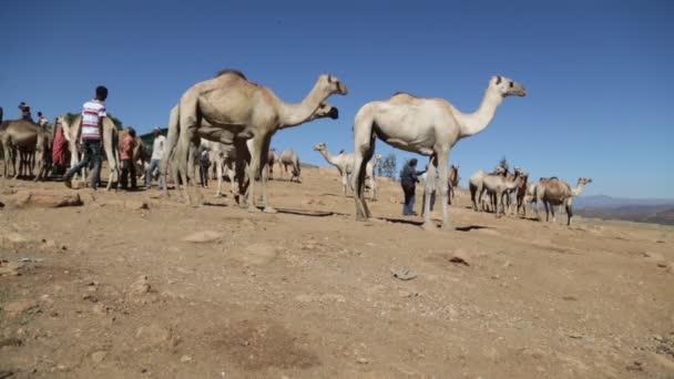 Menschen Auf Dromedar Markt Der Sahara Wüste — Stockvideo