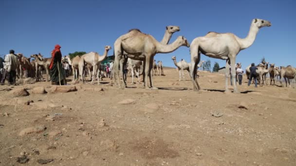 Dromedár Piacon Szaharai Sivatagban Emberek — Stock videók