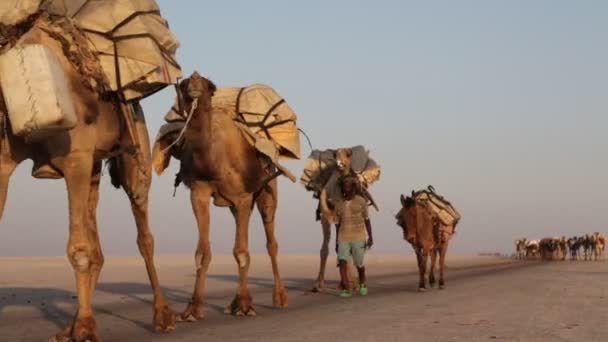 Scenic View Camels Caravan Unidentified People Desert Daytime — Stock Video