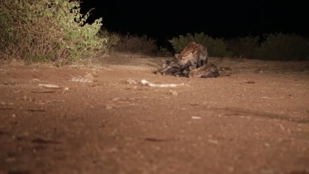 Hyeana Makan Daging Mentah Padang Pasir Pada Malam Hari — Stok Video