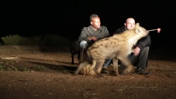 Neidentifikovaný Turistické Krmení Hyena Noční Poušť — Stock video