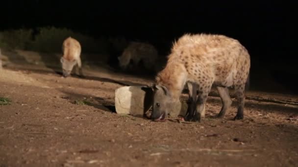 夜の間に砂漠で生肉を食べる Hyeanas — ストック動画