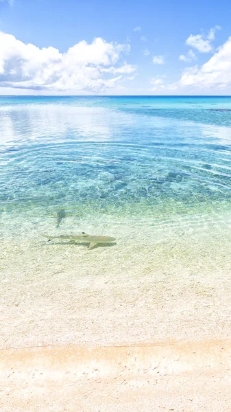 Cápák Polinézia Rangiroa Városban Rózsaszín Homokos Part Mint Paradicsom Fogalmát — Stock Fotó