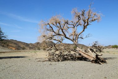 Sudan'da dağ ve görüntü'nün çalı freedo ve doğanın vahşi yaşam kavramı