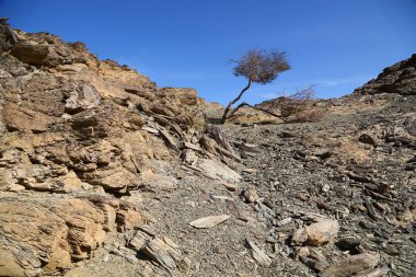 Sudan'da dağ ve görüntü'nün çalı freedo ve doğanın vahşi yaşam kavramı