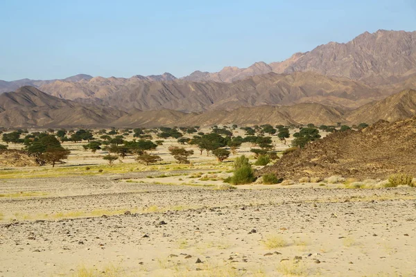 çöl rock ve parça gibi vahşi kavramı ve doğa manzaralı arazi ortasında