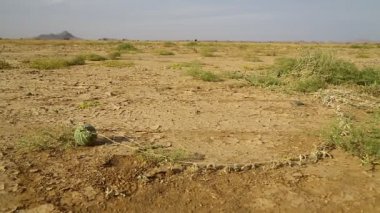 dağ ve yaban hayatı, Sudan, Afrika bush