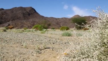 dağ ve yaban hayatı, Sudan, Afrika bush