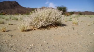 dağ ve yaban hayatı, Sudan, Afrika bush
