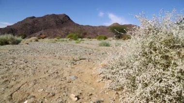dağ ve yaban hayatı, Sudan, Afrika bush