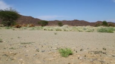 dağ ve yaban hayatı, Sudan, Afrika bush