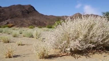 dağ ve yaban hayatı, Sudan, Afrika bush