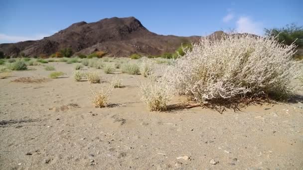 Montaña Arbusto Vida Silvestre Sudán África — Vídeo de stock