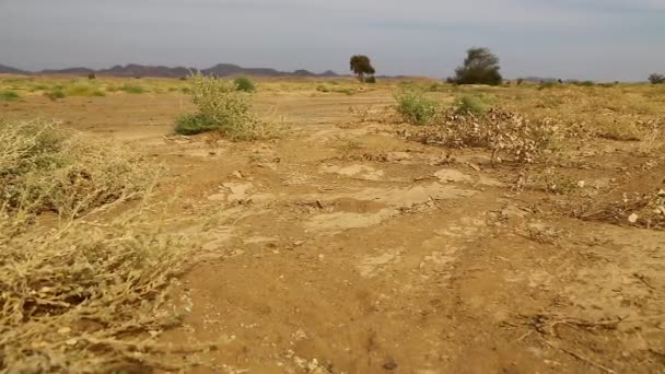 Montaña Arbusto Vida Silvestre Sudán África — Vídeos de Stock