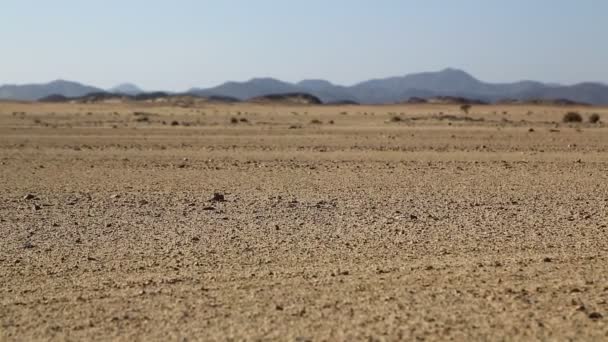 Mitten Öknen Sudan Afrika — Stockvideo