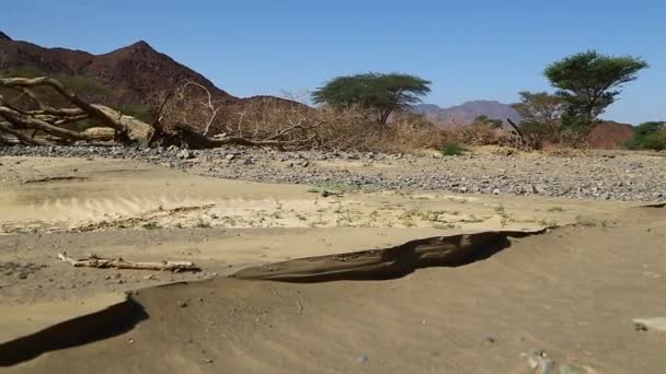 Berg Och Bush Djurlivet Sudan Afrika — Stockvideo