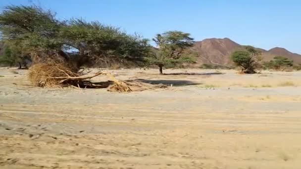 Middle Desert Sudan Africa — Stock Video