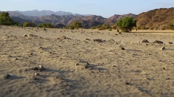 Közepén Sivatagban Szudánban Afrika — Stock videók