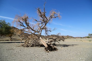 Sudan'da dağ ve görüntü'nün çalı freedo ve doğanın vahşi yaşam kavramı
