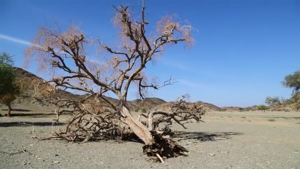 Θέα Στο Βουνό Και Μπους Στην Άγρια Φύση Σουδάν Αφρική — Αρχείο Βίντεο