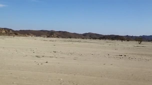 Berg Och Bush Djurlivet Sudan Afrika — Stockvideo