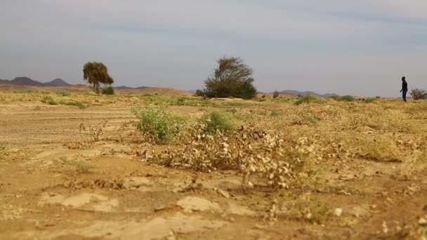 Montaña Arbusto Vida Silvestre Sudán África — Vídeos de Stock