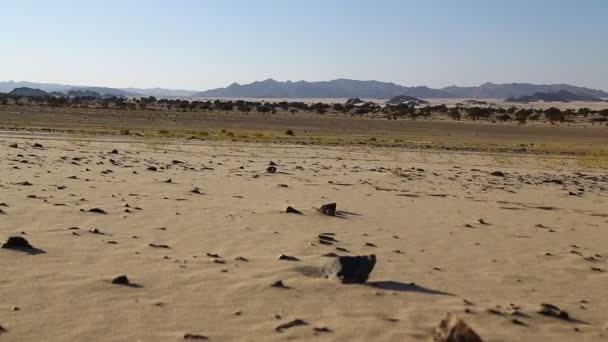 Medio Del Desierto Sudán África — Vídeo de stock