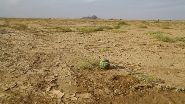 Berg Und Busch Der Tierwelt Sudan Afrika — Stockvideo